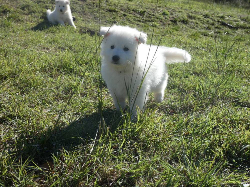 petit chiot