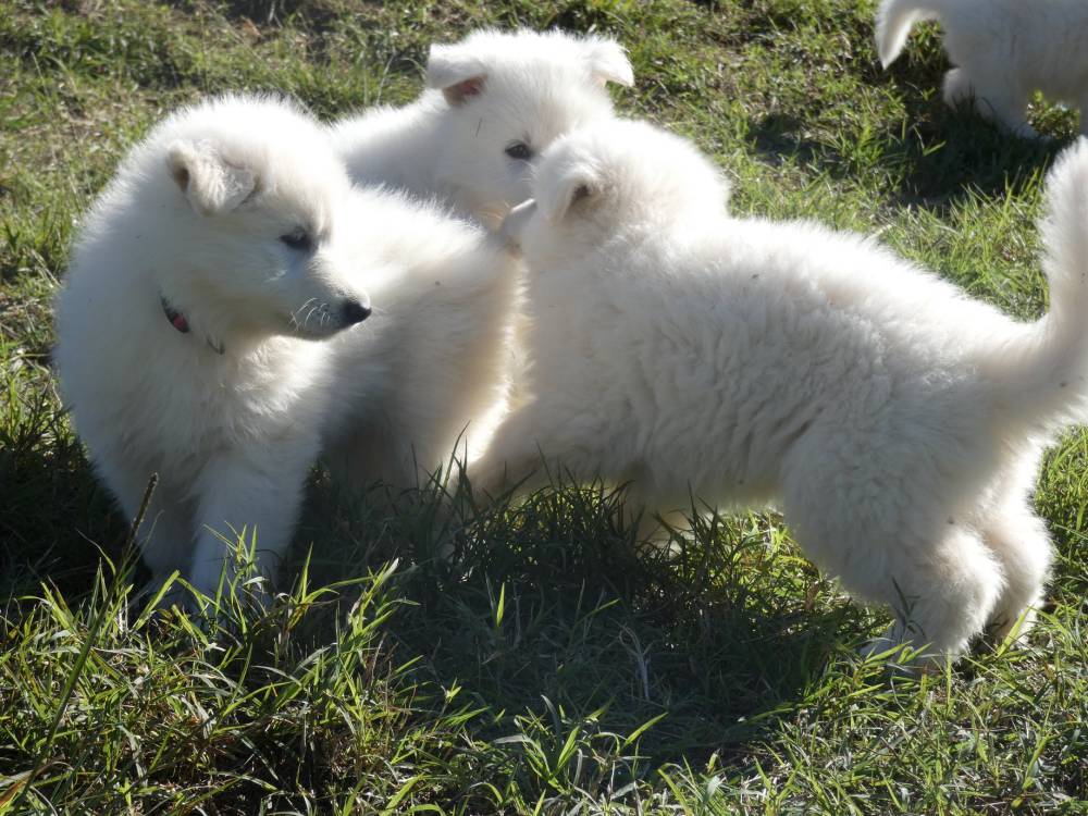 petit chiot