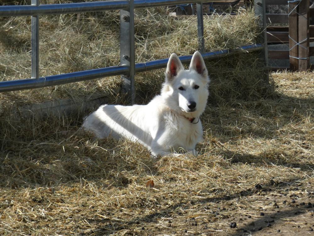 chien allongé
