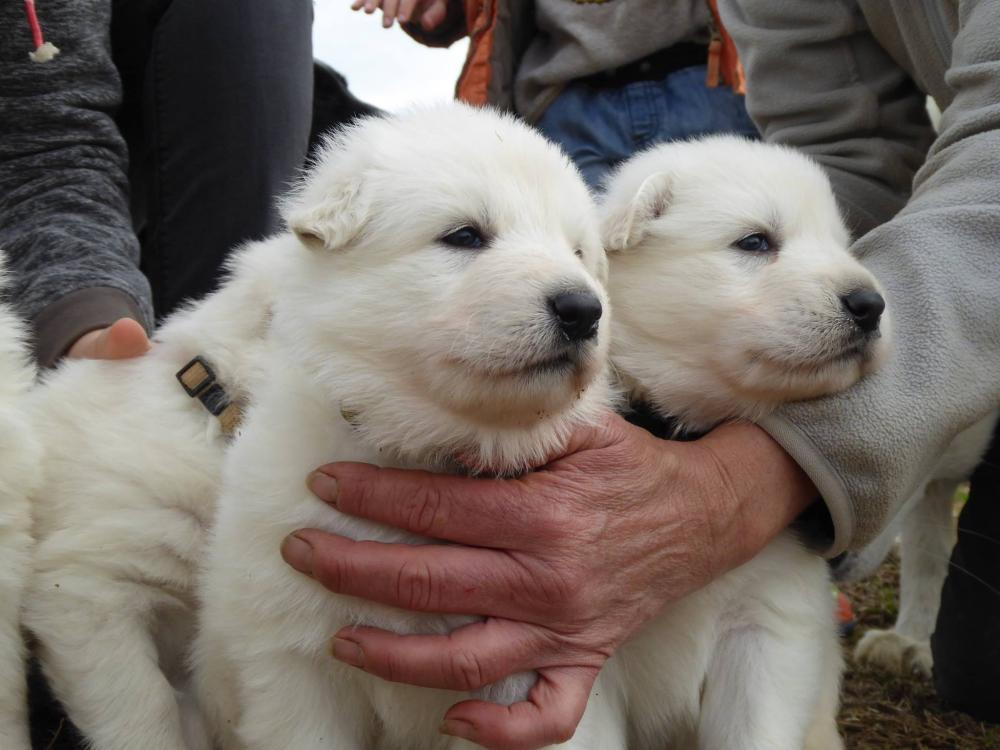 chiens blancs