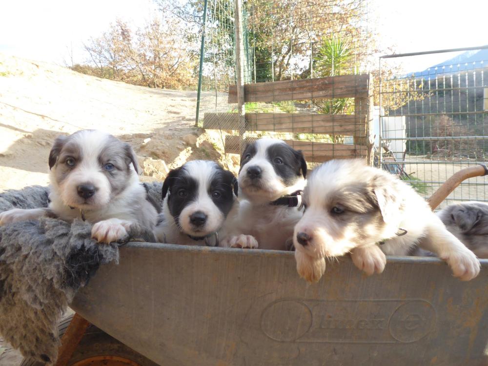 chiots dehors
