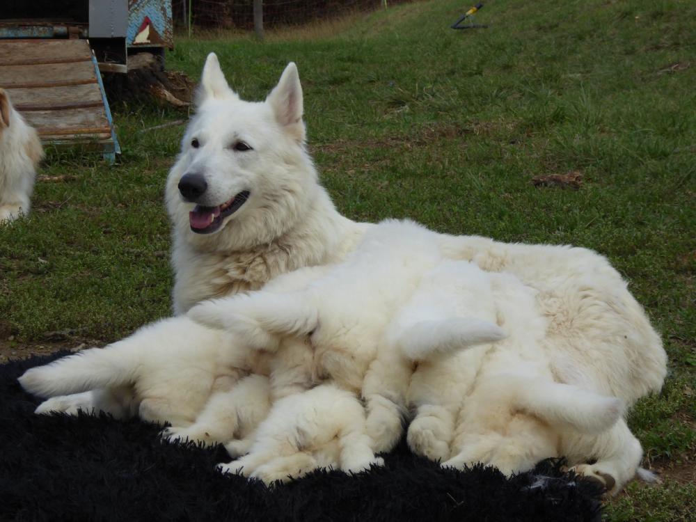 bergers blanc suisse