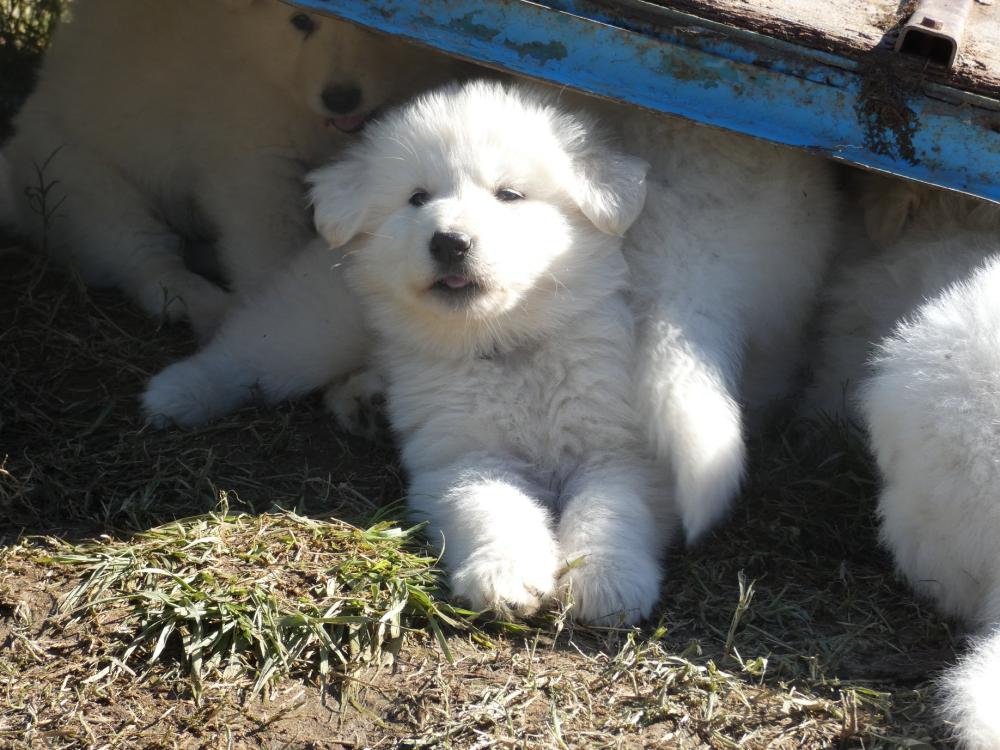chiens cachés
