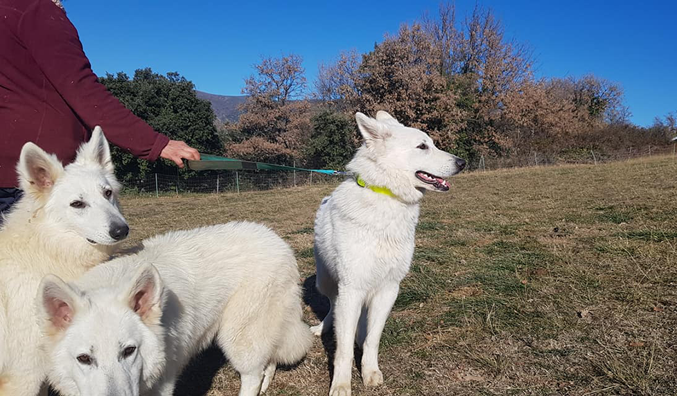 chien male