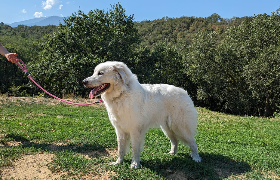 chien femelle.jpg