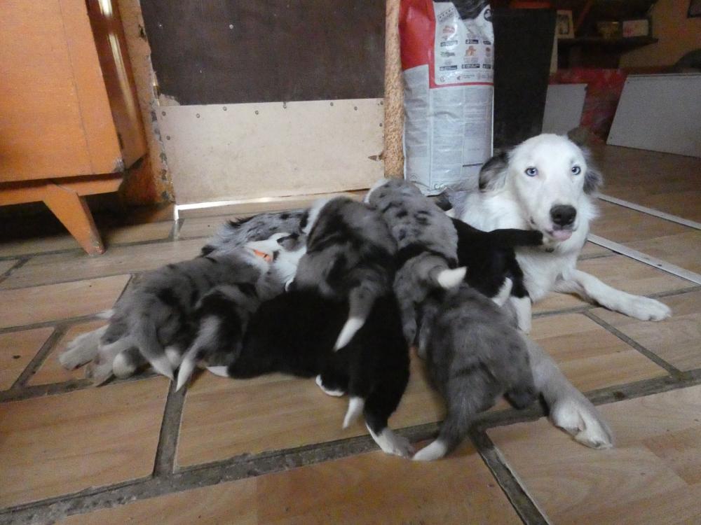 chien femelle
