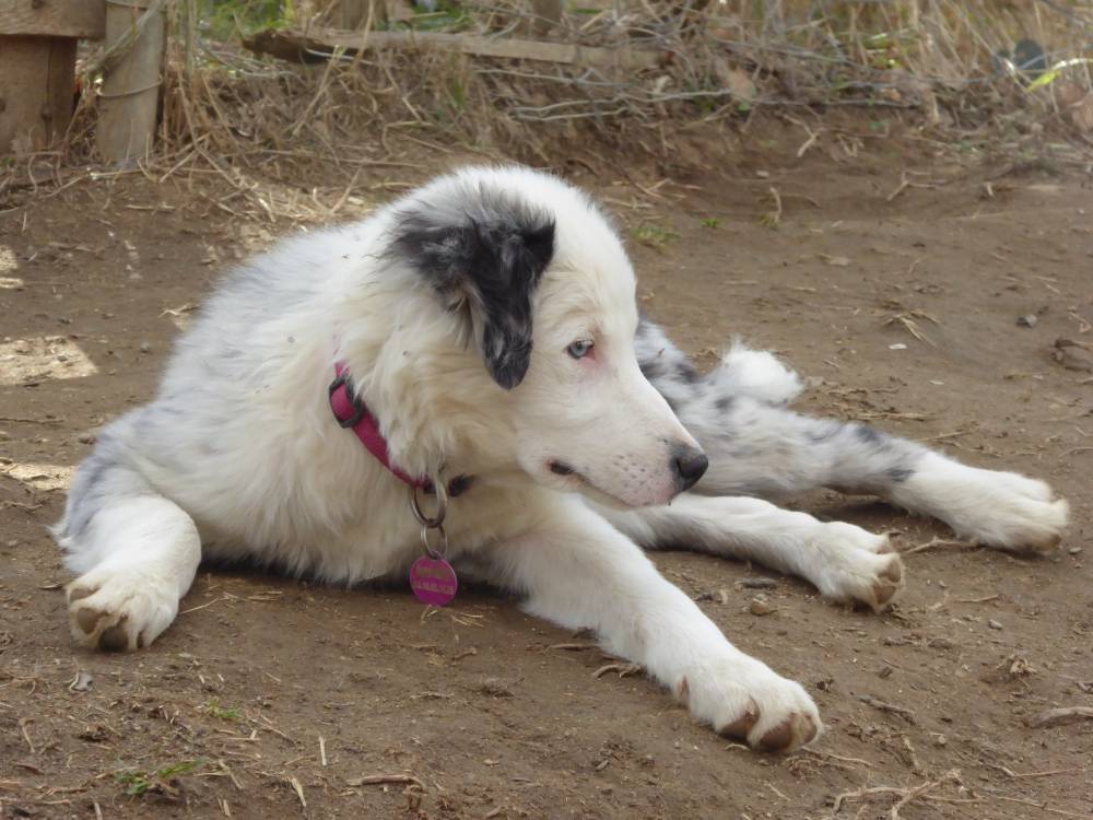 border collie allongé