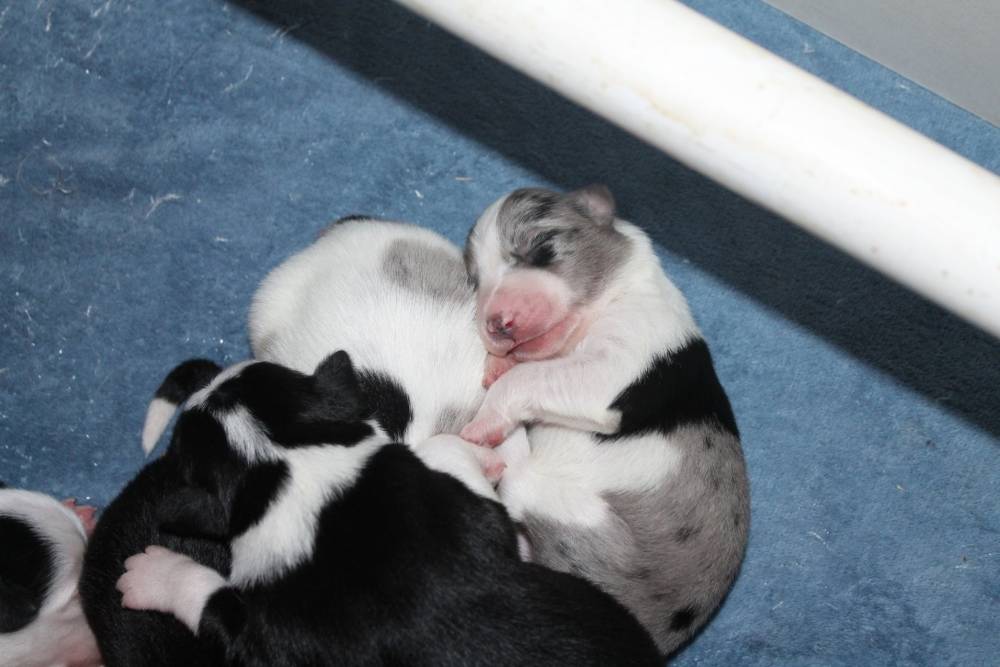 bébé border collie