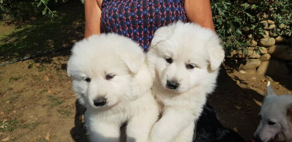 chiots bergers blancs suisse