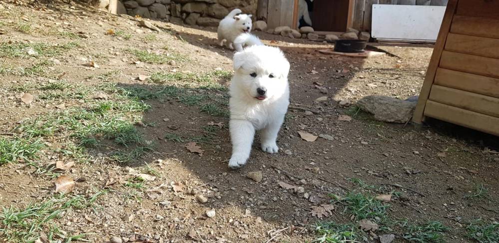 promenade chiots bergers blancs suisse