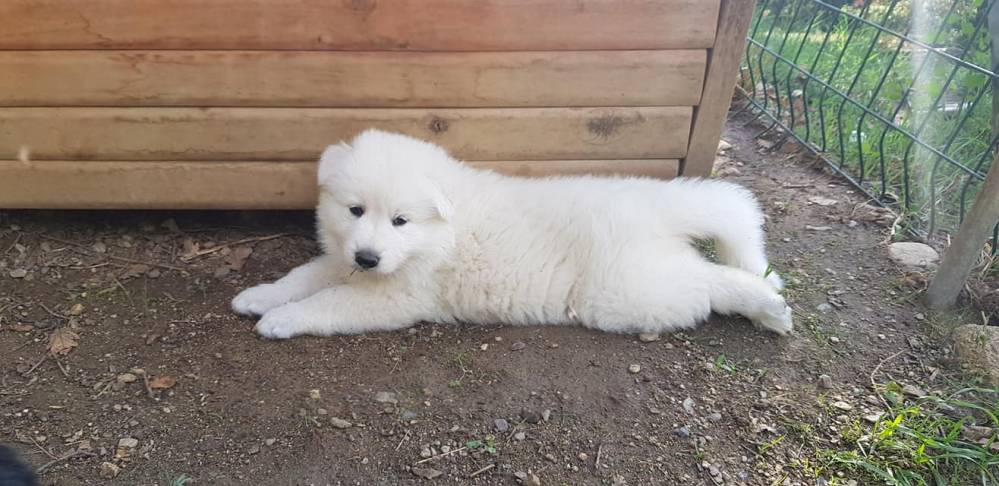 chiot bergers blancs suisse allongé
