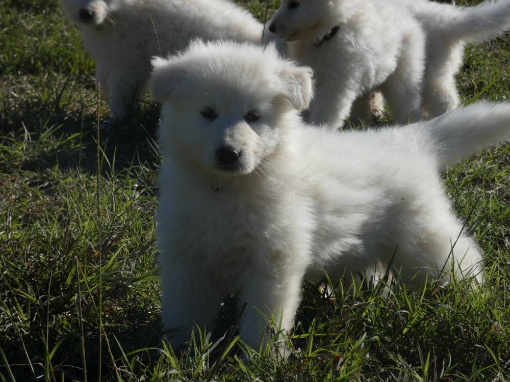 chiot herbe