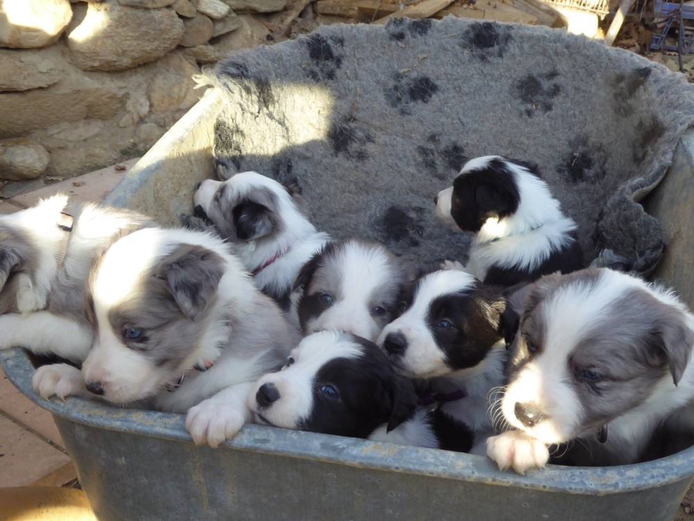 chiots border collie