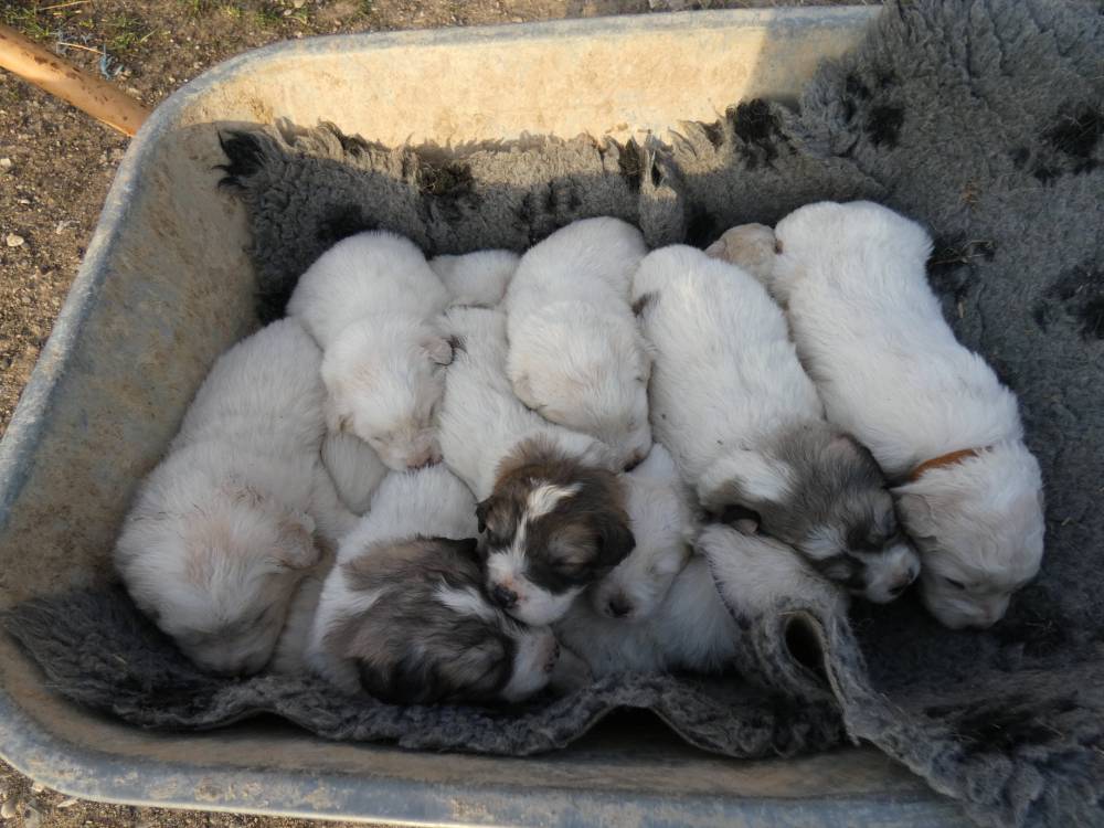 chiots qui dorment