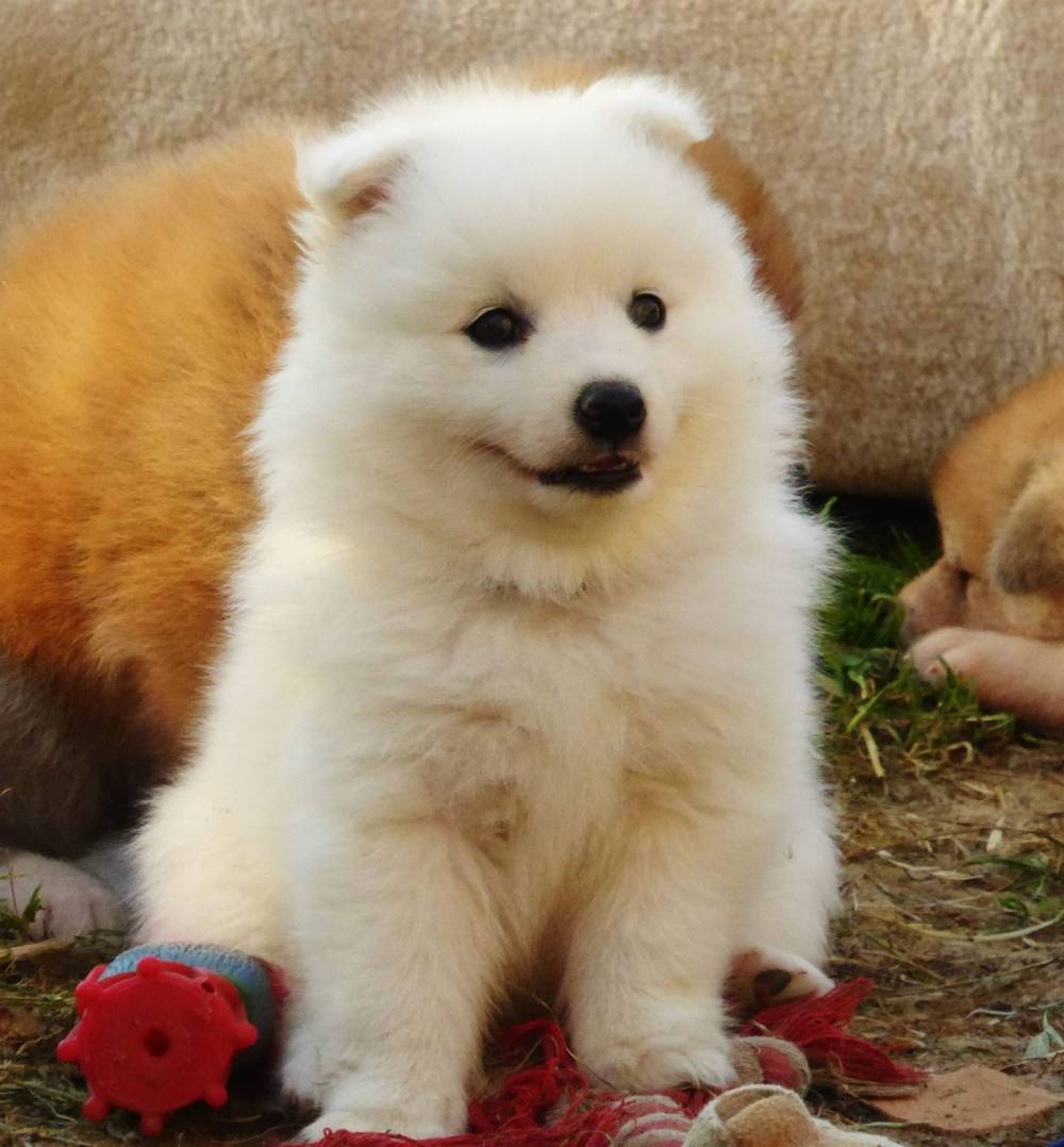 Chiens et chiots Spitz Japonais - Elevage de la Rectouresse (1)