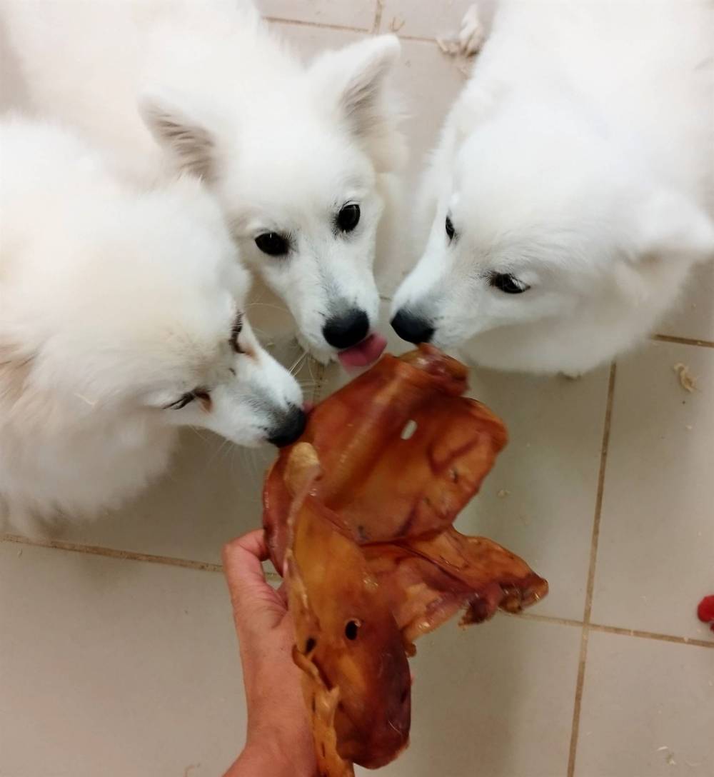 Chiens et chiots Spitz Japonais - Elevage de la Rectouresse (2)