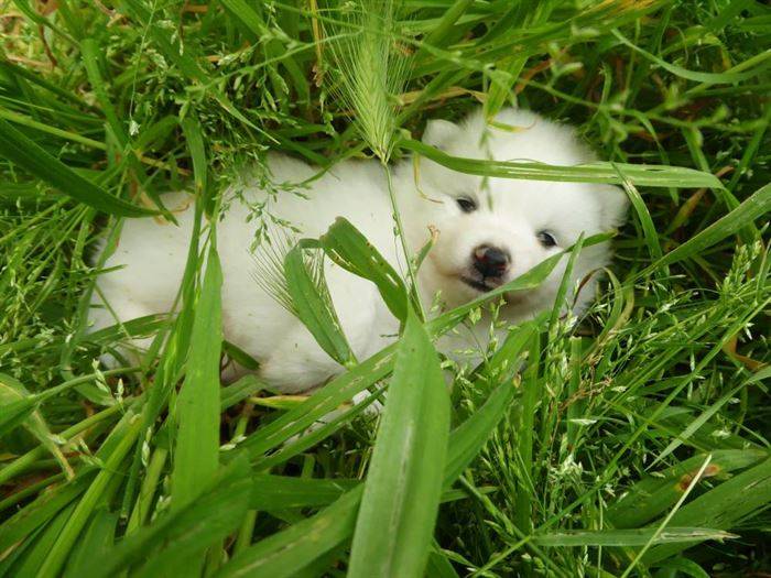 Chiens et chiots Spitz Japonais - Elevage de la Rectouresse (3)