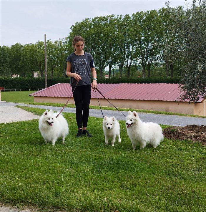 Chiens et chiots Spitz Japonais - Elevage de la Rectouresse (4)