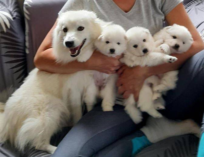 Chiens et chiots Spitz Japonais - Elevage de la Rectouresse (5)