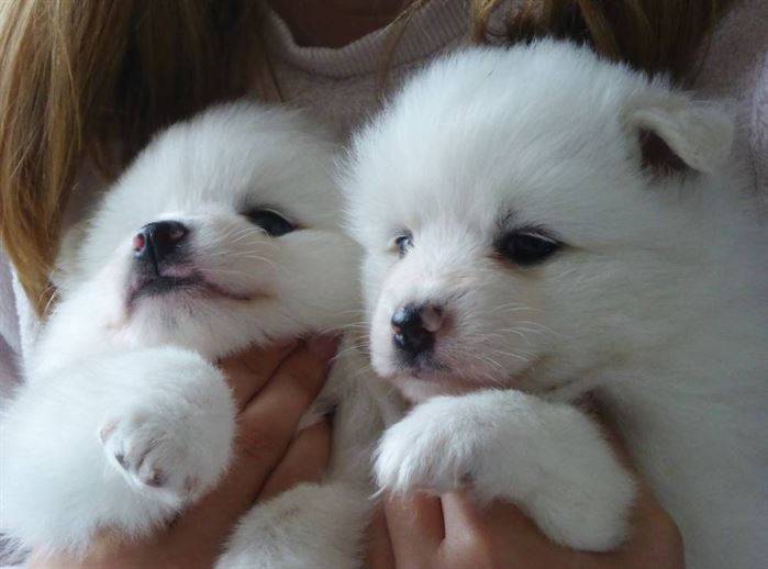 Chiens et chiots Spitz Japonais - Elevage de la Rectouresse (6)