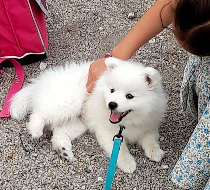 Chiens et chiots Spitz Japonais - Elevage de la Rectouresse (7)