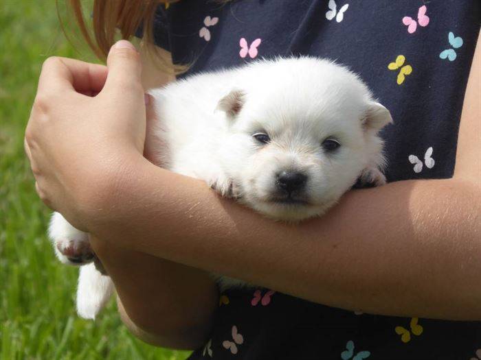 Chiens et chiots Spitz Japonais - Elevage de la Rectouresse (9)