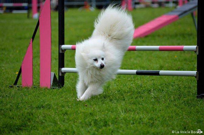 Chiens et chiots Spitz Japonais - Elevage de la Rectouresse (13)
