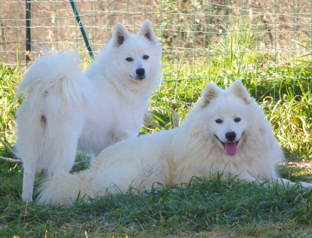 Chiens et chiots Spitz Japonais - Elevage de la Rectouresse (14)