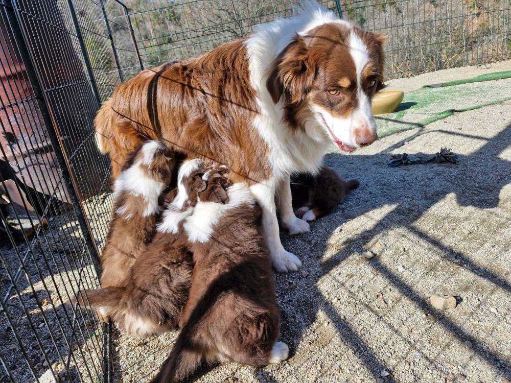 Chiots berger Australien non Lof